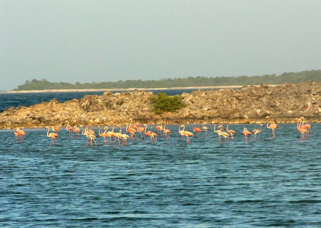 36- Flamants rose a Sarqui 